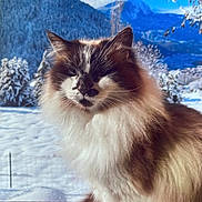 Pepsy a rejoint le concours — aidez-le/la à gagner de superbes lots ! cat, fluffy, snow, mountain, winter, outdoor, animal, pet, feline, nature, scenery, blue_sky, tree, cold, fur, portrait, wildlife, landscape, sunlight, majestic