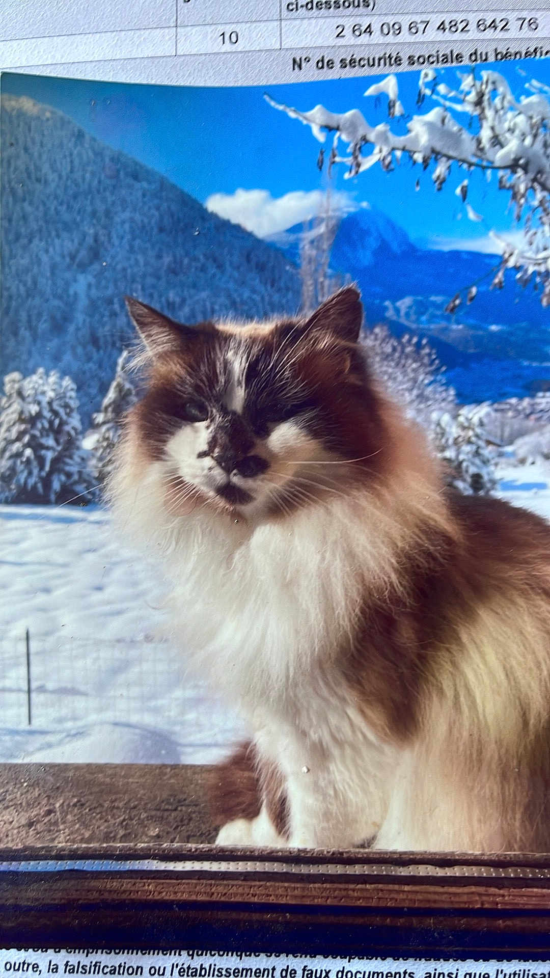 Pepsy a rejoint le concours — aidez-le/la à gagner de superbes lots ! cat, fluffy, snow, mountain, winter, outdoor, animal, pet, feline, nature, scenery, blue_sky, tree, cold, fur, portrait, wildlife, landscape, sunlight, majestic