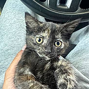 Mew joined the competition — help win amazing prizes! kitten, cat, tortoiseshell, pet, animal, hand, person, lap, car, steering_wheel, gray_clothing, fur, cute, indoor, closeup, eyes, paw, mammal, young, curious