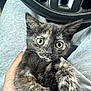 kitten, cat, tortoiseshell, pet, animal, hand, person, lap, car, steering_wheel, gray_clothing, fur, cute, indoor, closeup, eyes, paw, mammal, young, curious