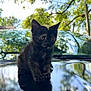 Mew joined the competition — help win amazing prizes! kitten, cat, tortoiseshell, animal, pet, car, hood, outdoor, nature, trees, reflection, sky, sunlight, curious, small, cute, feline, young, black, green