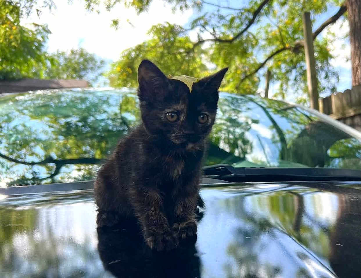 Mew joined the competition — help win amazing prizes! kitten, cat, tortoiseshell, animal, pet, car, hood, outdoor, nature, trees, reflection, sky, sunlight, curious, small, cute, feline, young, black, green