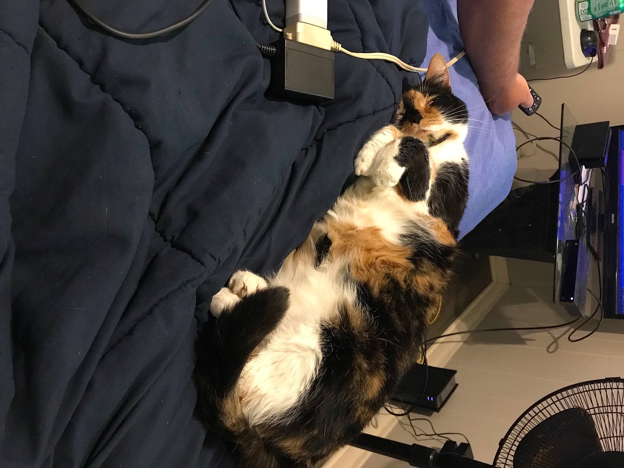 Jaxs is registered to the contest to win money with this photo: canidae, carnivore, cat, comfort, domestic_short_haired_cat, felidae, formal_wear, fur, lap, small_to_medium_sized_cats, tail, whiskers