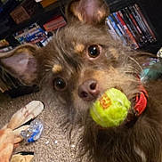 Manny is registered to the contest to win money with this photo: dog, tennis_ball, indoor, carpet, toy, ears, fur, pet, brown, collar, shelf, books, dvd, floor, close_up, animal, cute, playful, looking, household