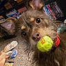dog, tennis_ball, indoor, carpet, toy, ears, fur, pet, brown, collar, shelf, books, dvd, floor, close_up, animal, cute, playful, looking, household