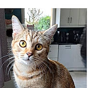 Aria a rejoint le concours — aidez-le/la à gagner de superbes lots ! cat, tabby_cat, indoor, pet, animal, feline, whiskers, ears, eyes, fur, curious, sitting, household, window, natural_light, kitchen, domestic, portrait, closeup, cute
