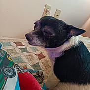 Ryder joined the competition — help win amazing prizes! animal, bed, black_and_white, blanket, calm, close_up, comfort, dog, ears, fur, home, indoor, pet, power_outlet, quilt, resting, side_view, sleepy, small_dog, wall