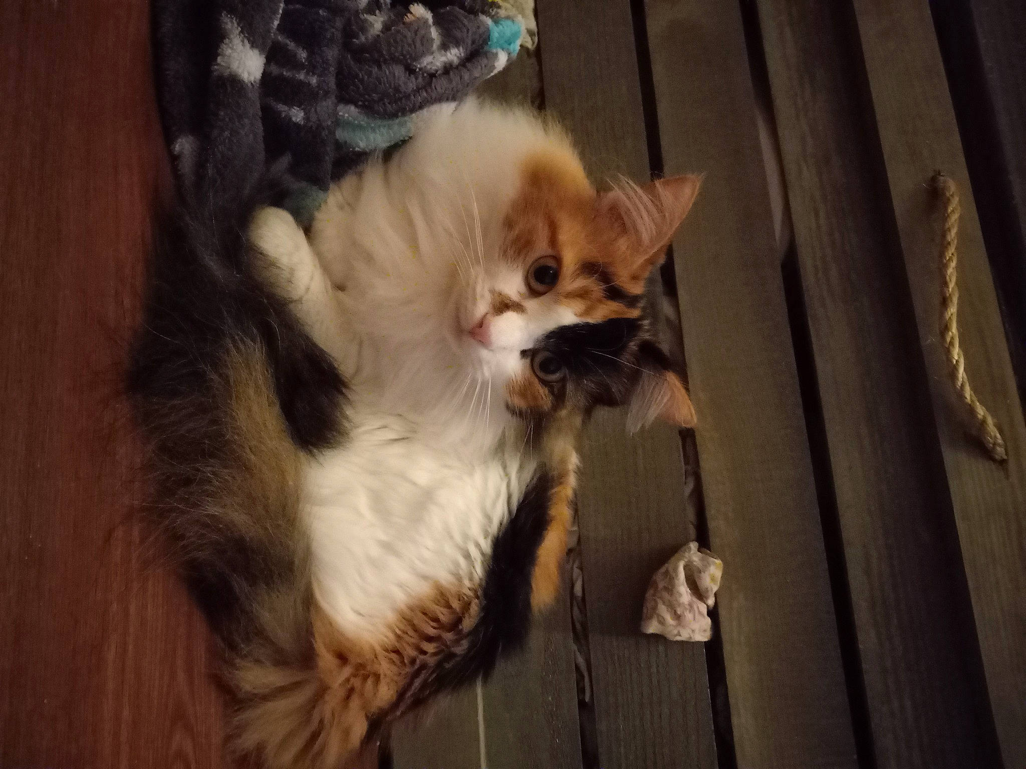 Jellybean joined the competition — help win amazing prizes! carnivore, cat, claw, comfort, companion_dog, domestic_short_haired_cat, fawn, felidae, flooring, fur, hardwood, paw, small_to_medium_sized_cats, tail, terrestrial_animal, whiskers, wood