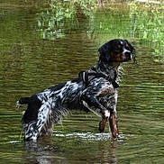 Ukko participe au concours pour gagner de l'argent avec cette photo : dog, water, wet_fur, standing, outdoor, nature, reflection, river, canine, animal, mammal, black, white, brown, fur, harness, paw, shallow_water, greenery, wildlife