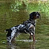 dog, water, wet_fur, standing, outdoor, nature, reflection, river, canine, animal, mammal, black, white, brown, fur, harness, paw, shallow_water, greenery, wildlife