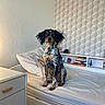 dog, bed, pillow, bedroom, furniture, wallpaper, geometric_pattern, white_bedspread, nightstand, books, decor, indoor, pet, sitting, facing_camera, ears_up, calm, modern_room, shelf, home