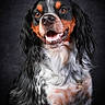 Ukko participe au concours pour gagner de l'argent avec cette photo : animal, black_background, canine, closeup, companion, dog, ears, eyes, friendly, fur, happy, long_hair, mouth, pet, portrait, sitting, studio, teeth, tricolor, whiskers