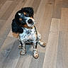 puppy, dog, pet, wooden_floor, cute, curious, sitting, black_fur, white_fur, brown_fur, small_dog, indoor, animal, young_dog, adorable, friendly, fur, canine, looking_up, head_tilt