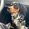 Ukko participe au concours pour gagner de l'argent avec cette photo : dog, pet, car_interior, harness, black_fur, white_fur, tan_fur, sitting, side_view, floor, shoe, sneaker, seat, window, door_handle, treat, leash, fur_pattern, animal, companion