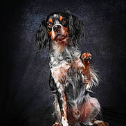 Ukko a rejoint le concours — aidez-le/la à gagner de superbes lots ! adorable, alert, animal, black_background, canine, closeup, dog, expressive_eyes, fur, indoor, long_ears, muzzle, paw_raised, pet, portrait, posing, sitting, studio, tricolor, whiskers