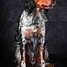 Ukko participe au concours pour gagner de l'argent avec cette photo : alert, animal, black_coat, brown_coat, canine, cute, dark_background, dog, domestic_animal, friendly, fur, long_hair, looking_away, mammal, pet, portrait, sitting, studio, tongue_out, white_coat
