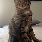 Titus participe au concours pour gagner de l'argent avec cette photo : animal, art, cat, closeup, couch, cozy, curious, ears, feline, fur, home, indoor, painting, paws, pet, portrait, sitting, striped, tabby, whiskers