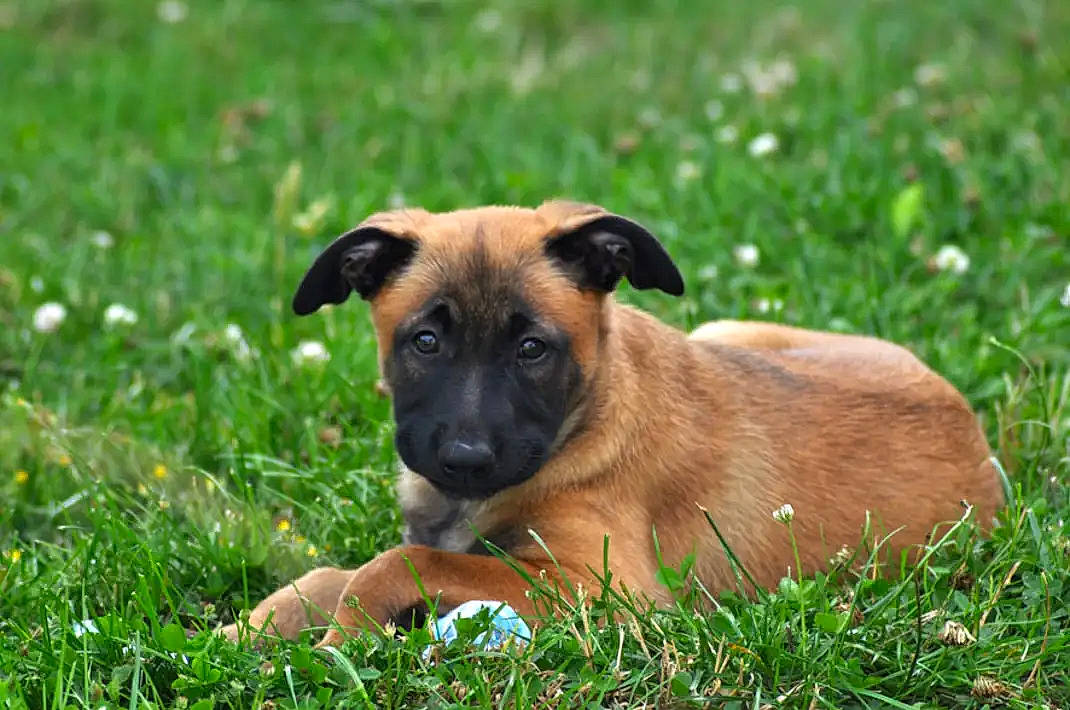 Tara participe au concours pour gagner de l'argent avec cette photo : ancient_dog_breeds, canidae, carnivore, companion_dog, dog, dog_breed, eye, fawn, grass, grassland, groundcover, plant, puppy, snout, sporting_group, terrestrial_animal, whiskers, wildlife, working_animal, working_dog