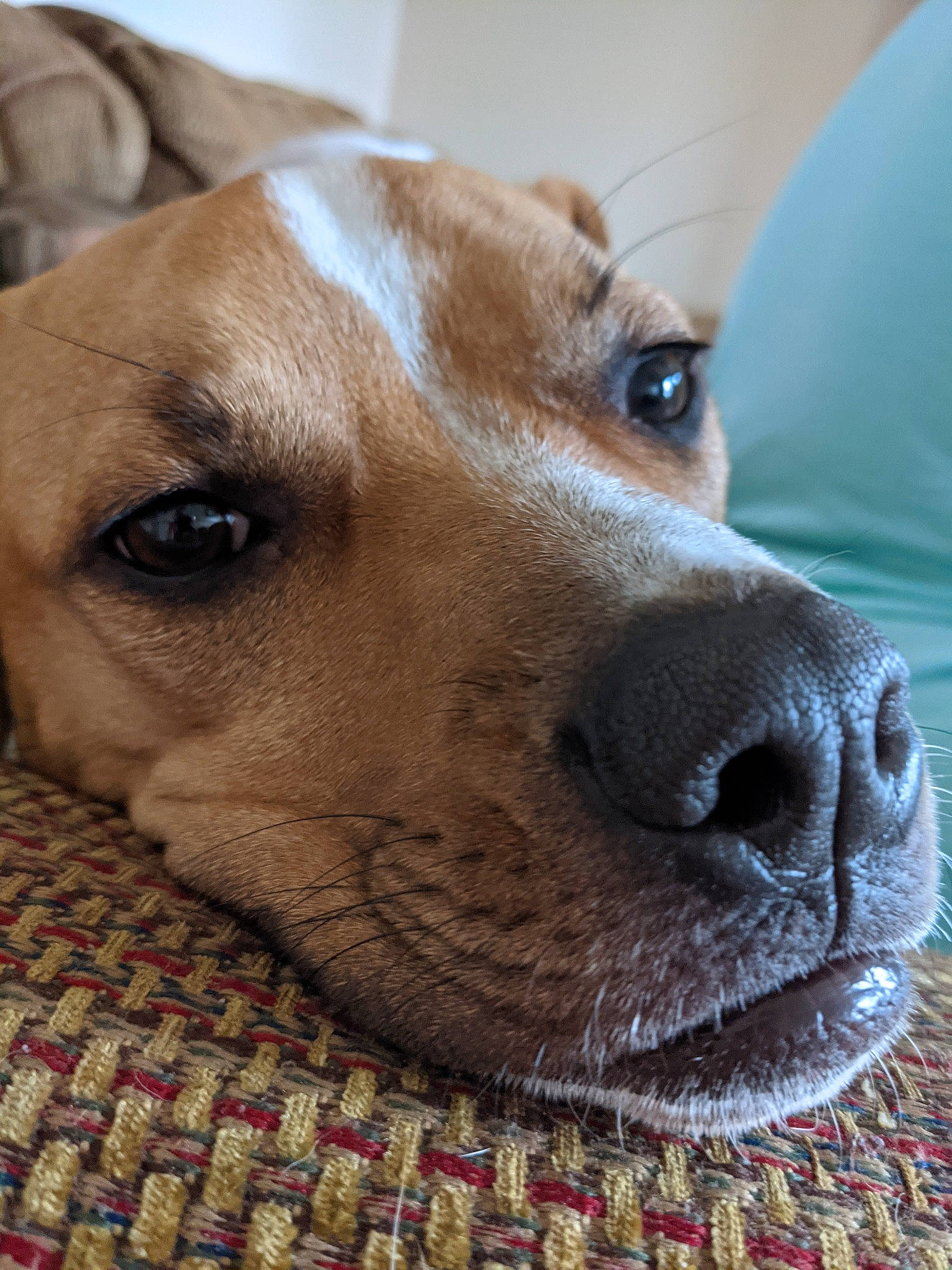 Peaches joined the competition — help win amazing prizes! canidae, carnivore, collar, companion_dog, dog, dog_breed, ear, fawn, fur, liver, non_sporting_group, pattern, puppy, snout, sporting_group, street_dog, terrestrial_animal, whiskers, working_animal