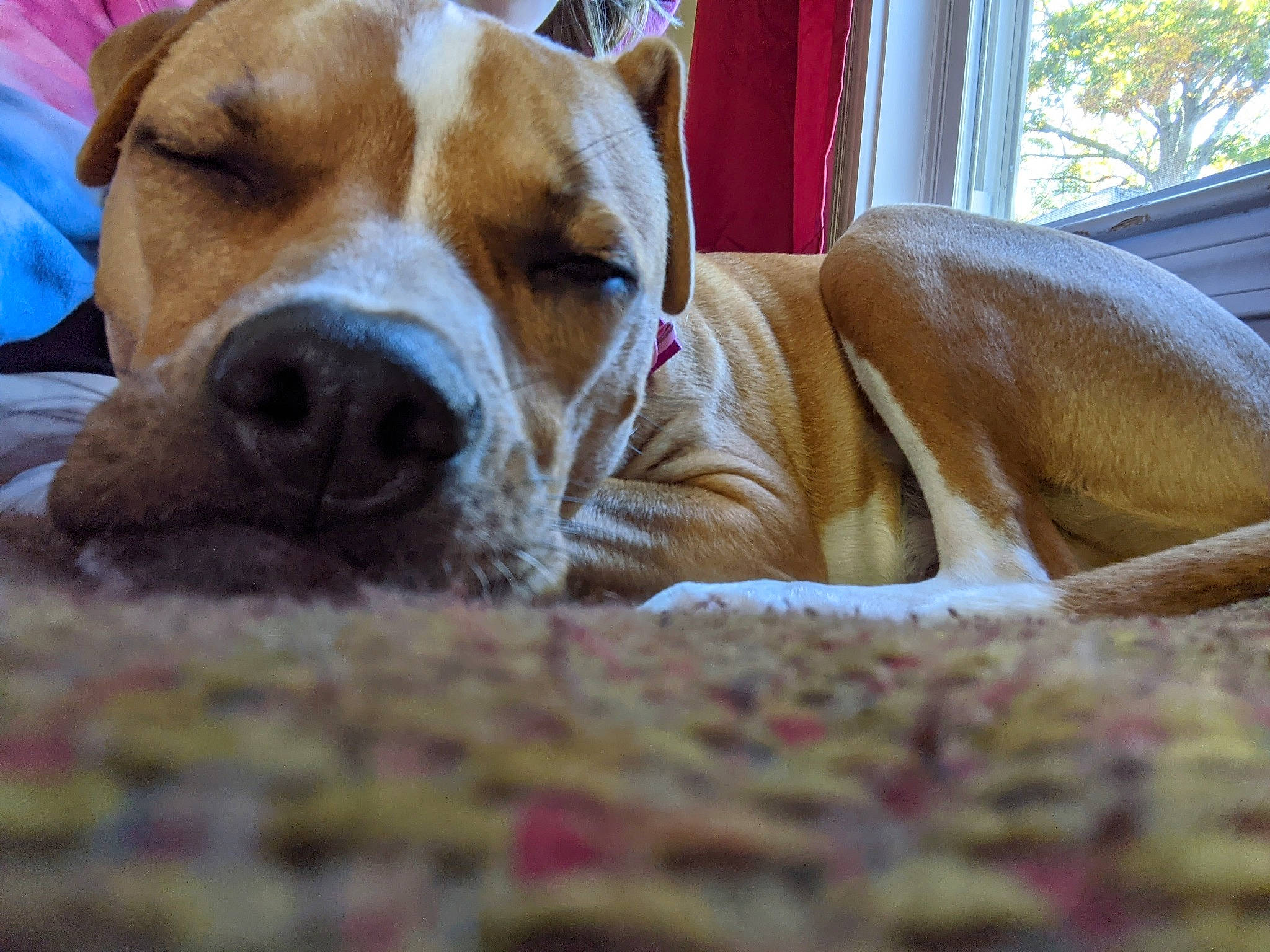 Peaches is registered to the contest to win money with this photo: canidae, carnivore, comfort, companion_dog, curtain, dog, dog_breed, dog_supply, fawn, fur, hound, hunting_dog, liver, non_sporting_group, pet_supply, scent_hound, sporting_group, whiskers, window, working_animal