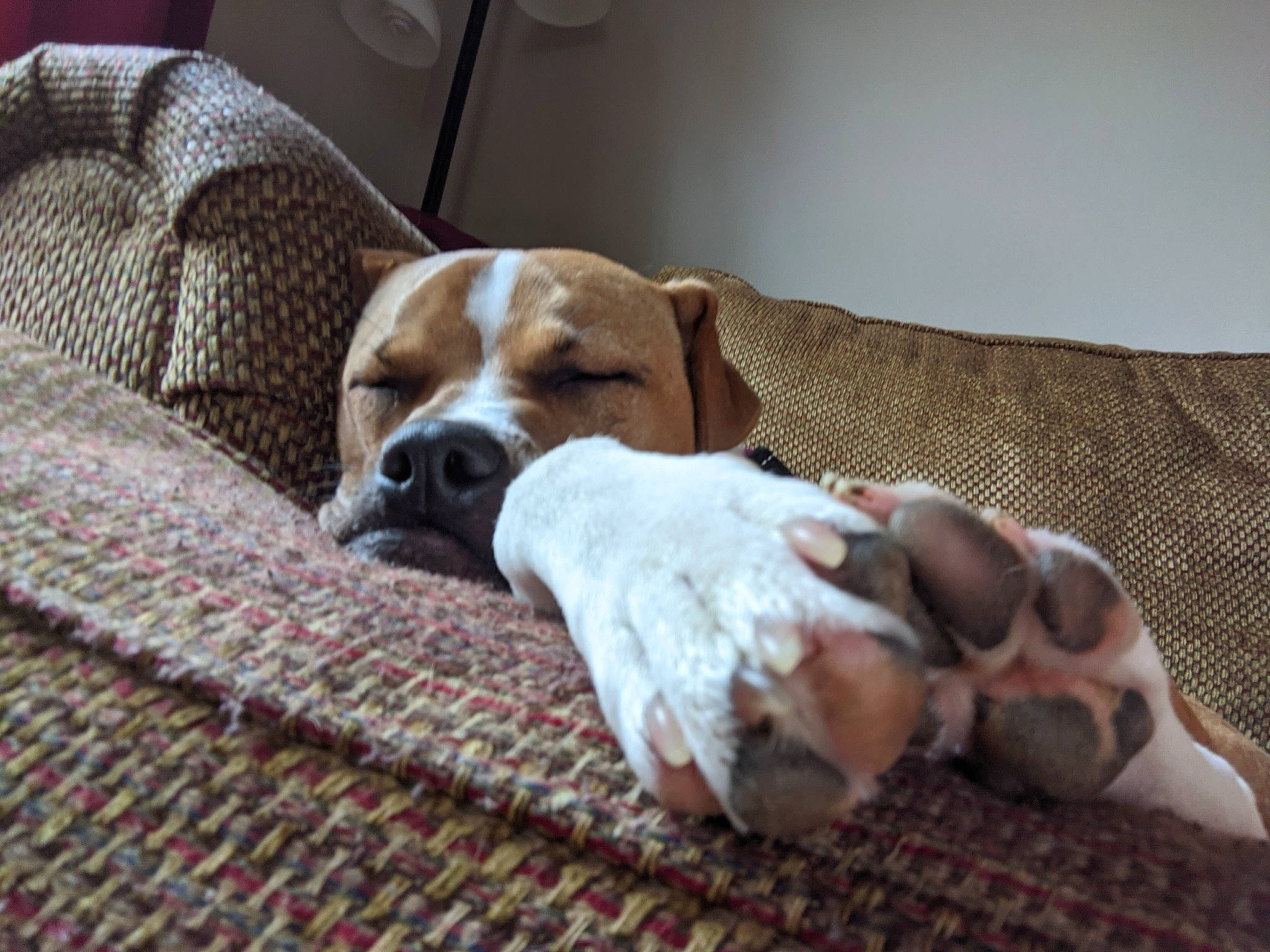 Peaches is registered to the contest to win money with this photo: carnivore, comfort, companion_dog, couch, dog, dog_breed, dog_supply, fawn, flooring, hardwood, hound, linens, nap, non_sporting_group, paw, scent_hound, sporting_group, wood, working_animal, woven_fabric