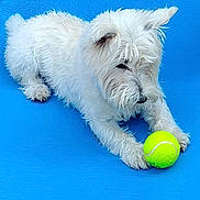 Ruby joined the competition — help win amazing prizes! dog, white_dog, tennis_ball, blue_background, pet, animal, fur, playful, resting, canine, toy, cute, domestic_animal, young_dog, outdoor, paw, looking, alert, small_dog, fluffy