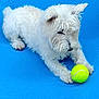 dog, white_dog, tennis_ball, blue_background, pet, animal, fur, playful, resting, canine, toy, cute, domestic_animal, young_dog, outdoor, paw, looking, alert, small_dog, fluffy