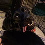animal, black_dog, blanket, cage, canine, closeup, collar, cute, dog, expression, funny, fur, home, indoor, pet, playful, portrait, resting, smiling, tongue_out