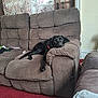 dog, black_dog, sofa, couch, living_room, carpet, curtains, pet, resting, relaxed, furniture, indoor, cozy, brown, canine, domestic_animal, home, comfort, animal, laying_down