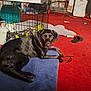 black_dog, dog, cushion, blue_cushion, red_carpet, dog_crate, slipper, glasses, clutter, household_items, indoor, pet, resting, looking_at_camera, furniture, floor, cord, paper_bag, blanket, toy
