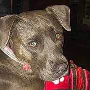 Demi is registered to the contest to win money with this photo: dog, brown_dog, pet, collar, close_up, animal, indoor, blanket, plaid, resting, face, ears, fur, looking, expression, domestic_animal, canine, portrait, comfort, cozy