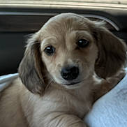 Dally is registered to the contest to win money with this photo: puppy, dog, animal, pet, car, window, lap, cute, fur, ears, face, eyes, resting, indoors, person, clothing, light, comfort, young, travel