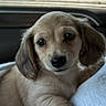 puppy, dog, animal, pet, car, window, lap, cute, fur, ears, face, eyes, resting, indoors, person, clothing, light, comfort, young, travel