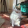 cat, feline, pet, indoor, sunlight, carpet, rug, sitting, portrait, whiskers, green_eyes, collar, living_room, cozy, relaxed, shadow, tripod, doorway, sofa, floor