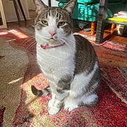 Jackson is registered to the contest to win money with this photo: cat, tabby_cat, pet, indoor, carpet, rug, sitting, collar, pink_collar, green_eyes, whiskers, paws, furniture, couch, sunlight, shadow, living_room, coffee_table, stack_of_books, hardwood_floor