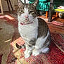 cat, tabby_cat, pet, indoor, carpet, rug, sitting, collar, pink_collar, green_eyes, whiskers, paws, furniture, couch, sunlight, shadow, living_room, coffee_table, stack_of_books, hardwood_floor