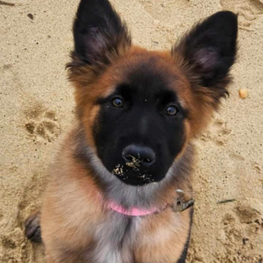 Mia participe au concours pour gagner de l'argent avec cette photo : accessories, animal, beach, canine, coast, dog, face, germanshepherd, head, nature, outdoors, person, pet, photography, puppy, sand, sea, shoreline, soil, water