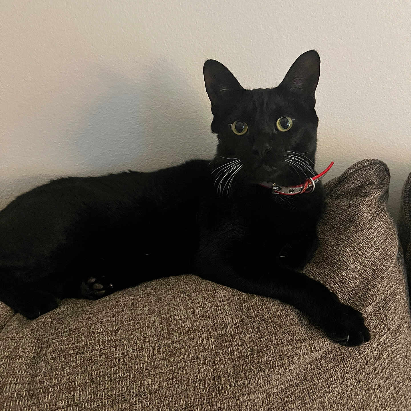 Binx is registered to the contest to win money with this photo: abyssinian, animal, armchair, blackcat, cat, chair, couch, cushion, furniture, homedecor, kitten, manx, pet
