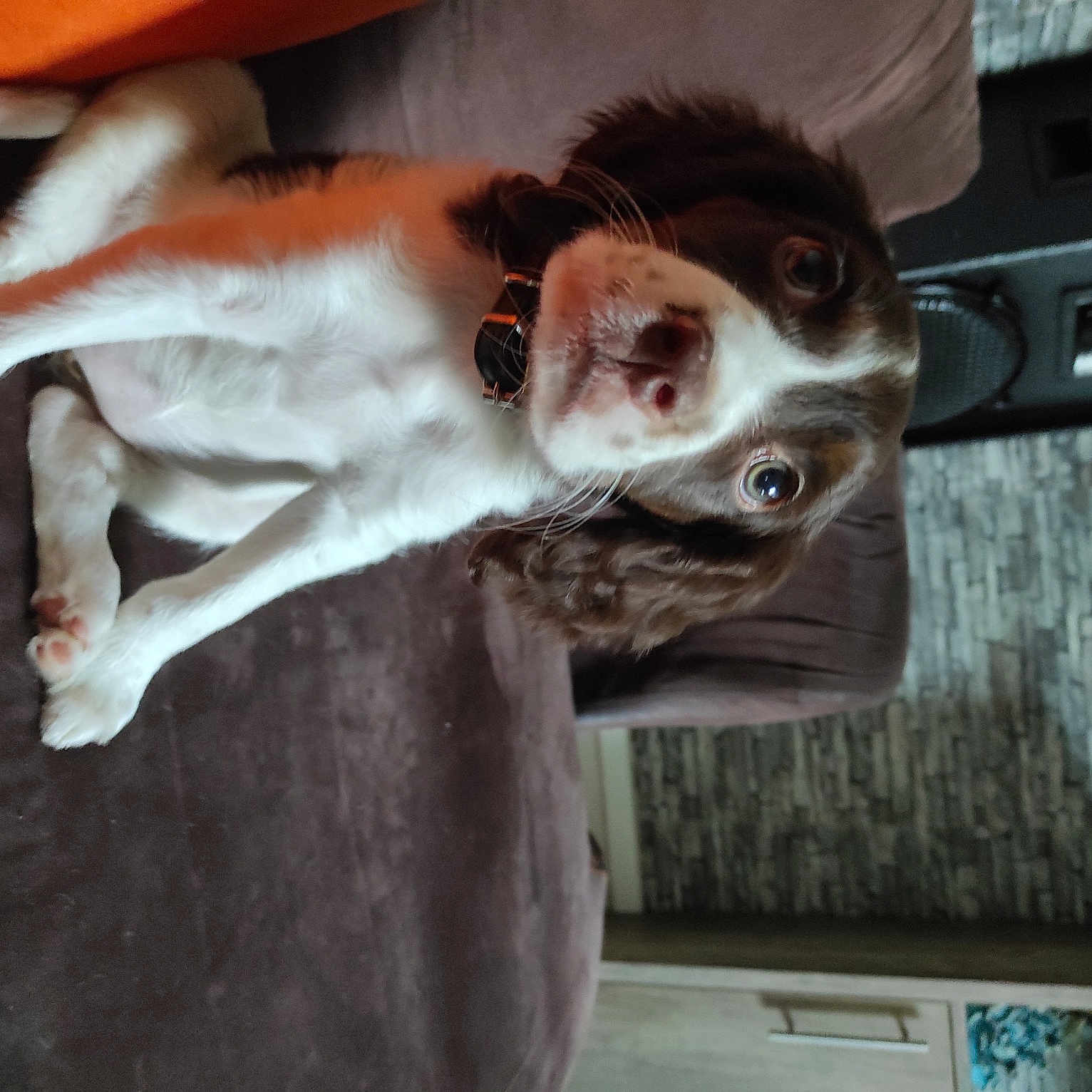 Daisy