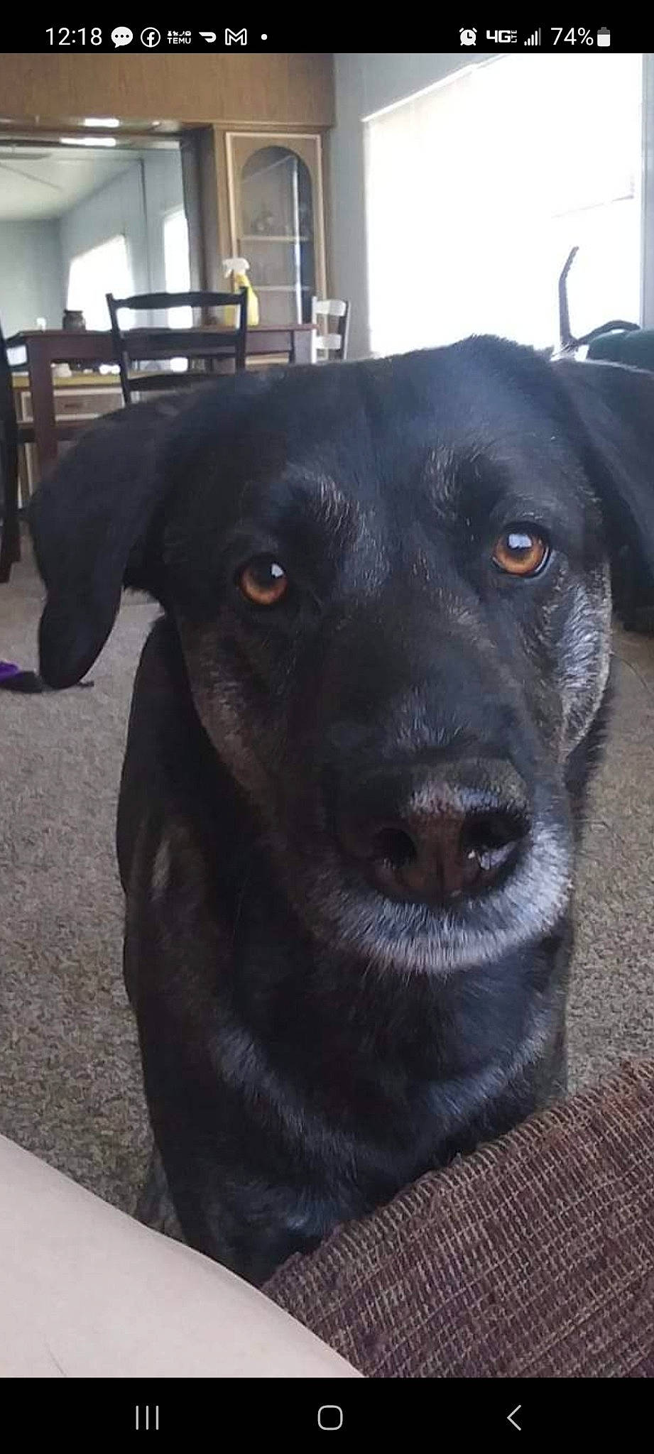 Xena joined the competition — help win amazing prizes! borador, canidae, carnivore, collar, companion_dog, dog, dog_breed, dog_collar, flooring, fur, gun_dog, hardwood, labrador_retriever, liver, retriever, sporting_group, terrestrial_animal, whiskers, working_animal, working_dog