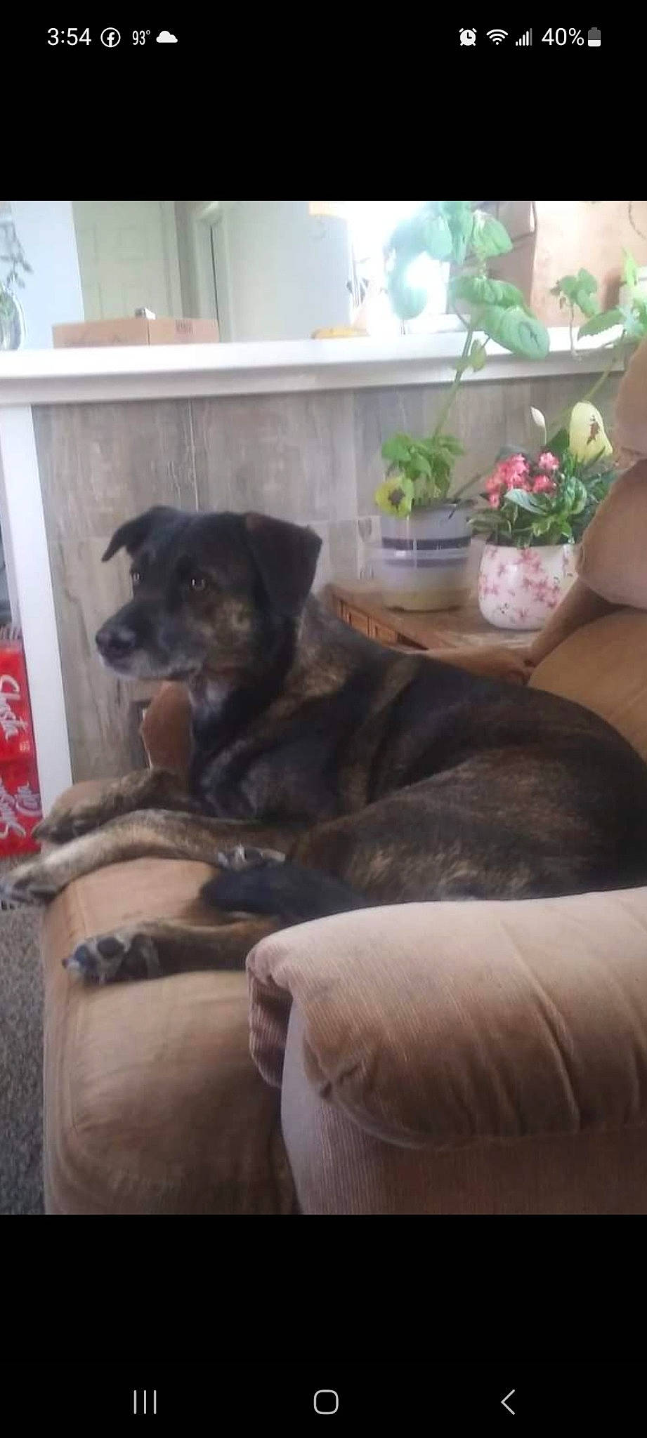 Xena joined the competition — help win amazing prizes! carnivore, chair, comfort, companion_dog, couch, dog, dog_breed, fawn, flowerpot, fur, guard_dog, houseplant, plant, room, snout, studio_couch, tail, terrestrial_animal, working_animal, working_dog