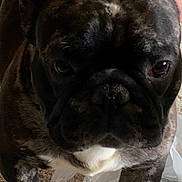 Rugey Tran joined the competition — help win amazing prizes! dog, french_bulldog, brindle, pet, canine, animal, ears, carpet, indoor, close_up, face, fur, legs, snout, cute, domestic, standing, looking, plastic_bag, curious