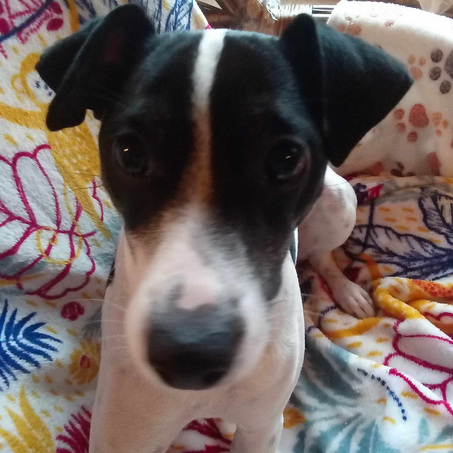 Vicky a rejoint le concours — aidez-le/la à gagner de superbes lots ! animal, black_and_white, blanket, canine, close_up, companion, curious, cute, dog, domestic_animal, ears, face, fur, indoor, looking, nose, pattern, paw, pet, sitting