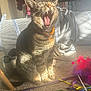 cat, tabby, yawning, indoor, carpet, toy, shoe, basket, sunlight, pet, feline, whiskers, collar, playful, home, animal, furniture, colorful, relaxed, mouth_open