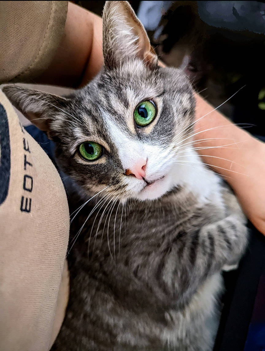 Cynder joined the competition — help win amazing prizes! carnivore, cat, claw, domestic_short_haired_cat, door, ear, eye, felidae, fur, hair, hand, head, paw, sitting, small_to_medium_sized_cats, snout, tail, whiskers, wildlife