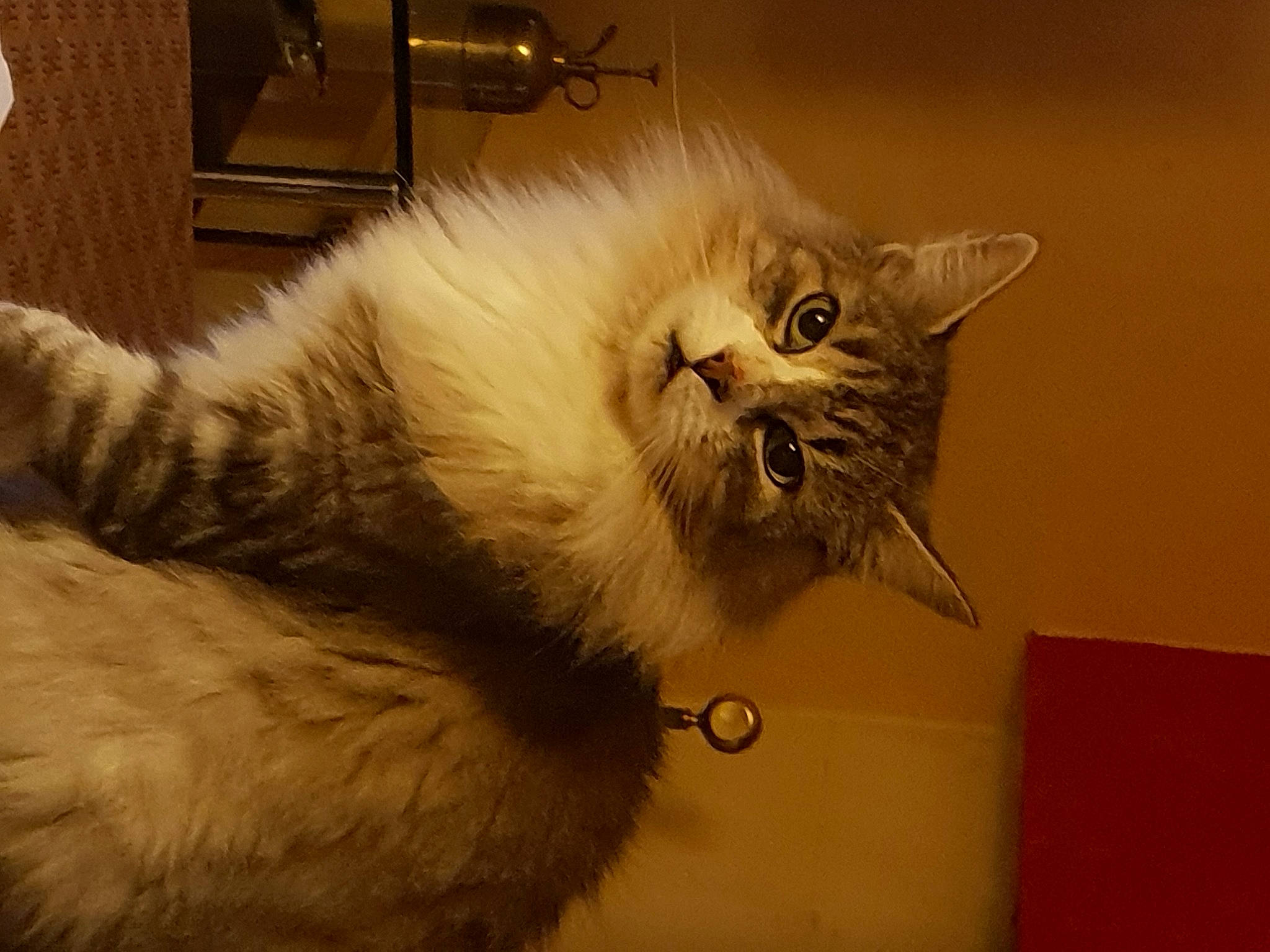 Loky a rejoint le concours — aidez-le/la à gagner de superbes lots ! british_longhair, carnivore, cat, claw, comfort, fawn, felidae, fur, paw, small_to_medium_sized_cats, snout, tail, terrestrial_animal, whiskers