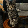 cat, tabby_cat, pet, animal, feline, sitting, indoors, living_room, furniture, wooden_table, glass_tabletop, sofa, cushion, curtains, portrait, eye_contact, whiskers, striped_fur, alert, cozy