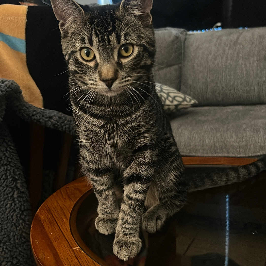 August joined the competition — help win amazing prizes! cat, tabby_cat, pet, animal, feline, sitting, indoors, living_room, furniture, wooden_table, glass_tabletop, sofa, cushion, curtains, portrait, eye_contact, whiskers, striped_fur, alert, cozy