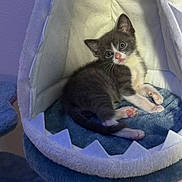 Nug Nug is registered to the contest to win money with this photo: animal, cat, cat_bed, cozy, curious, cute, feline, furry, gray, indoor, kitten, pet, pink_nose, pink_paws, resting, shark_bed, small, soft_fabric, white, young