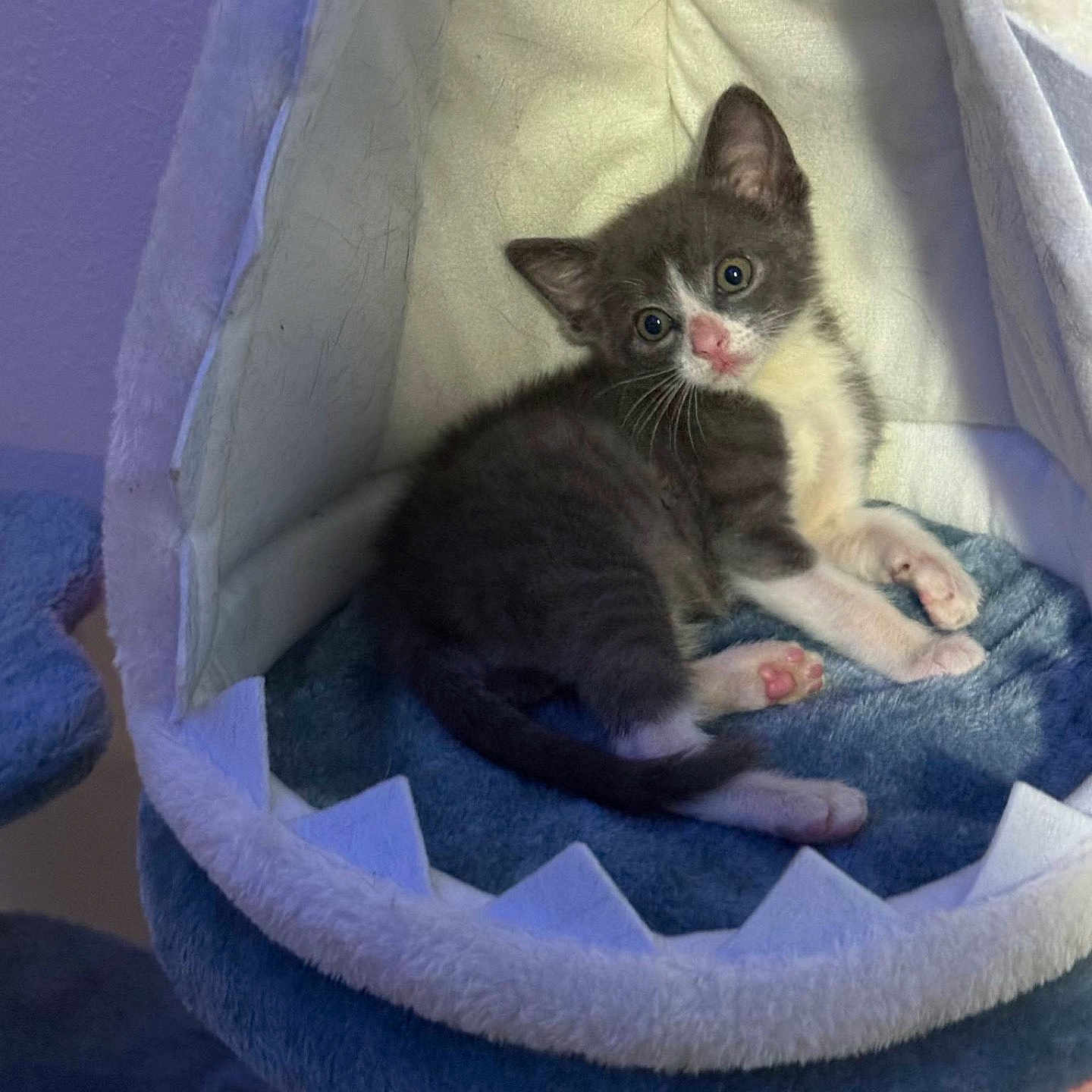 Nug Nug is registered to the contest to win money with this photo: animal, cat, cat_bed, cozy, curious, cute, feline, furry, gray, indoor, kitten, pet, pink_nose, pink_paws, resting, shark_bed, small, soft_fabric, white, young